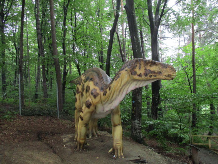 IMG_2877 - Dino Parc Rasnov