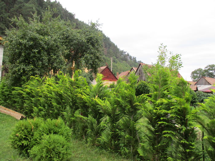 IMG_3064 - Sibiu-Rasinari