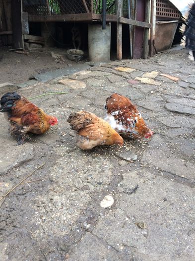 image - Cochinchina pitic 2015