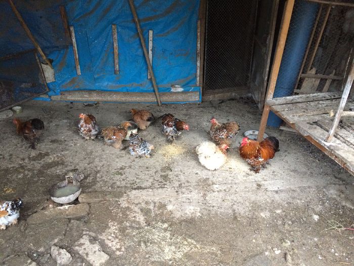 image - Cochinchina pitic 2015