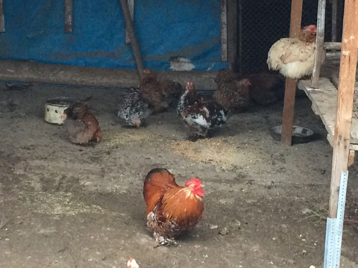 image - Cochinchina pitic 2015