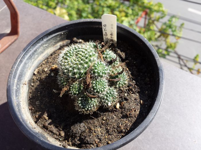 Rebutia krainziana (floare roz)