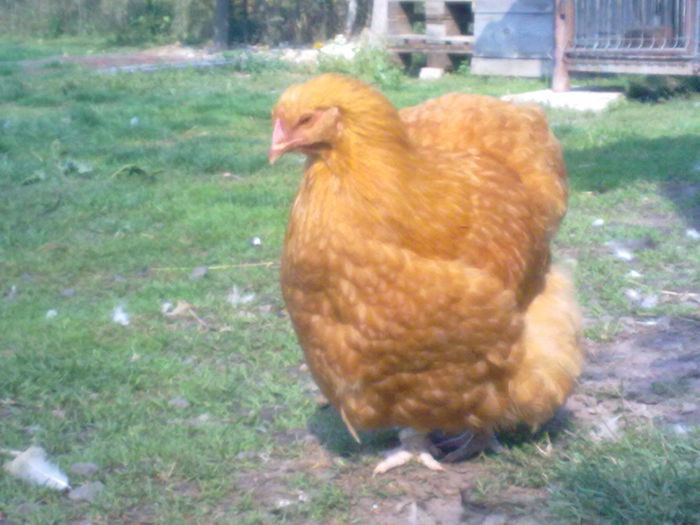 TINERET 2015 - G ORPINGTON GALBEN