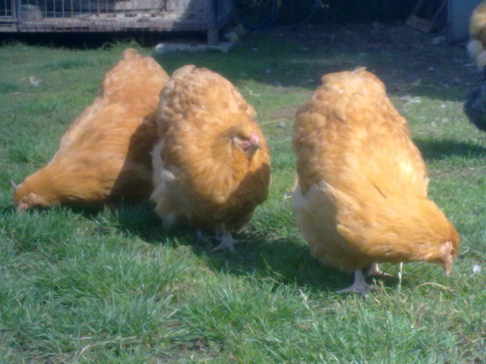 TINERET 2015 - G ORPINGTON GALBEN