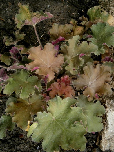 heuchera caramell - AUGUST si SEPTEMBRIE