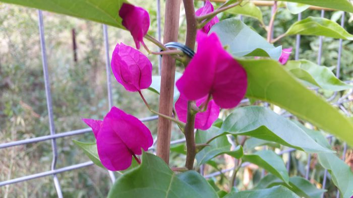 20150913_161635 - Bougainvillea