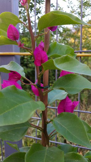 20150913_161623 - Bougainvillea