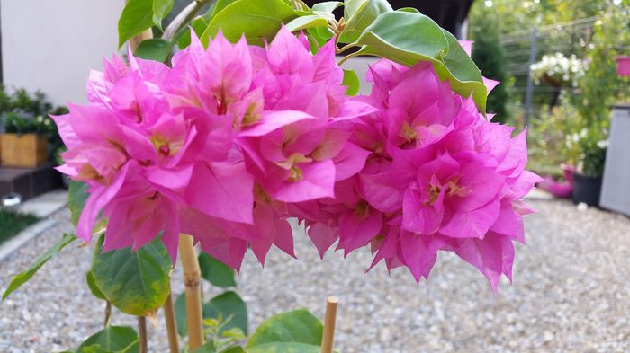 20150913_161535 - Bougainvillea