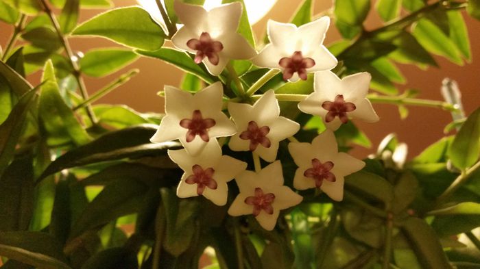 20150911_210023 - Hoya
