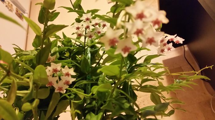 20150911_205623 - Hoya