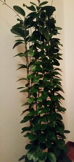 edited_1441996123949; Hoya Australis
