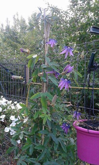 received_1662011144021834 - Passiflora