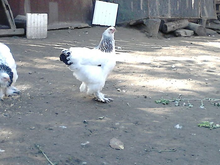 DSC_0429 - TINERET BRAHMA 2015