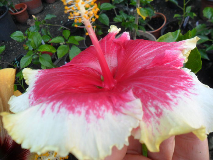 SAM_9898 - 000-hibiscusi deosebiti