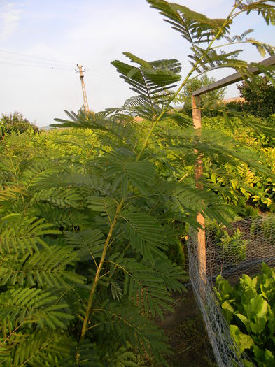 DSCN6142 - albizia