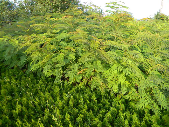 DSCN6141 - albizia