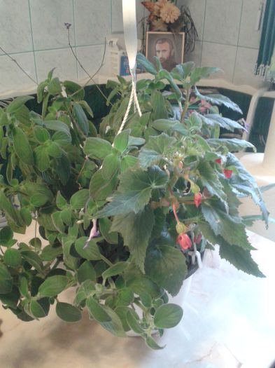 streptocarpela albastra  in tandem cu begonia