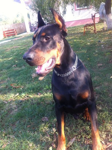 image - DOBERMANN DON DRAGON BLACKMAGIC  ANGEL
