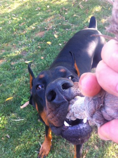 image - DOBERMANN DON DRAGON BLACKMAGIC  ANGEL