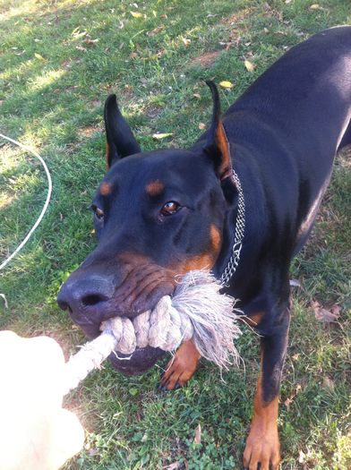 image - DOBERMANN DON DRAGON BLACKMAGIC  ANGEL