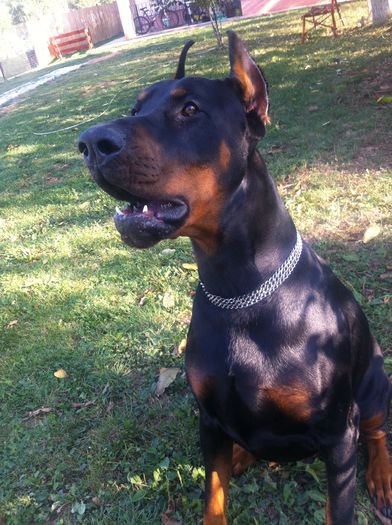 image - DOBERMANN DON DRAGON BLACKMAGIC  ANGEL
