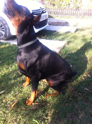 image - DOBERMANN DON DRAGON BLACKMAGIC  ANGEL