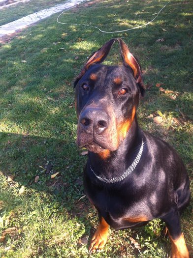image - DOBERMANN DON DRAGON BLACKMAGIC  ANGEL