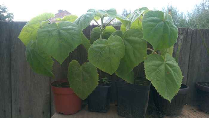 IMAG2136 - Paulownia tomentosa