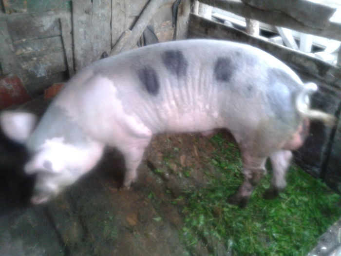 2015-09-12 12.33.25 - Porci De Vanzare 2015