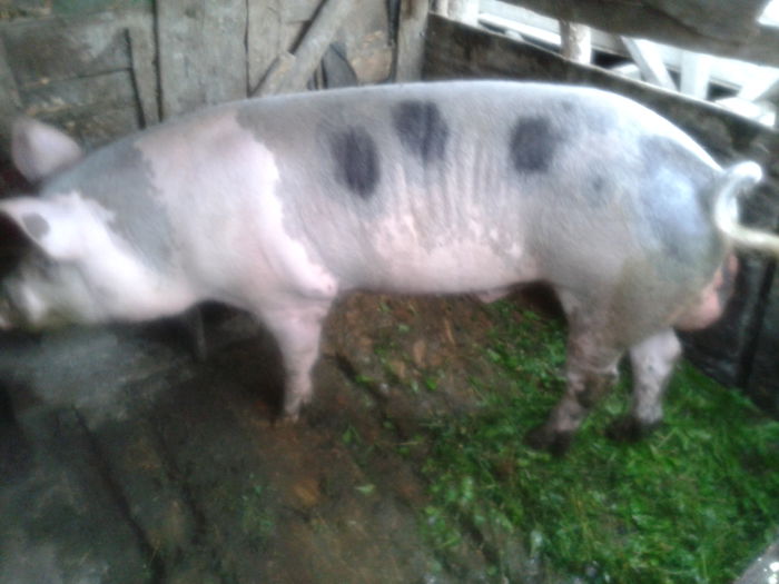 2015-09-12 12.33.13 - Porci De Vanzare 2015