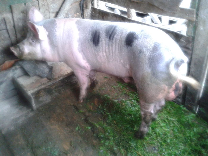 2015-09-12 12.30.54 - Porci De Vanzare 2015