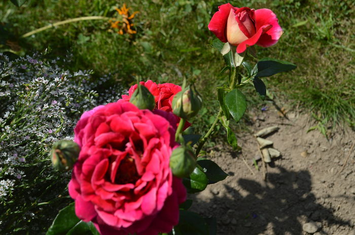 DSC_0814 - trandafiri 2015