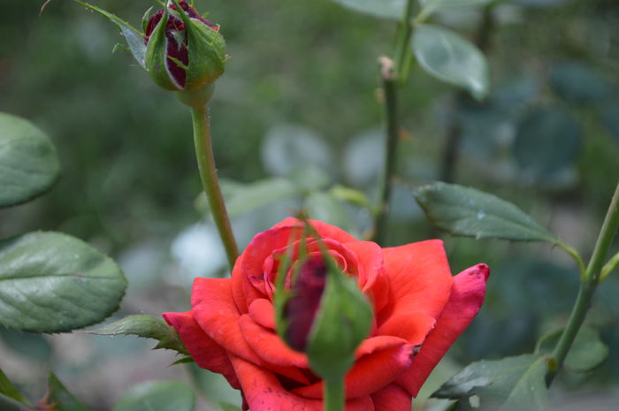 DSC_0830 - trandafiri 2015