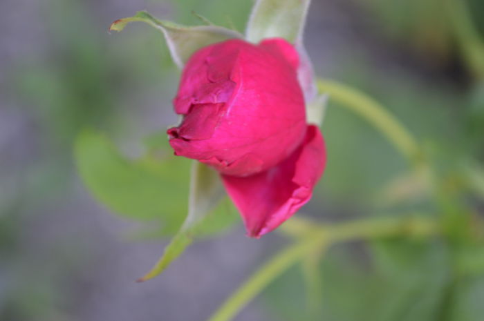 DSC_0870 - trandafiri 2015