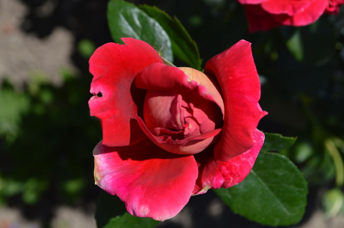 DSC_0880 - trandafiri 2015