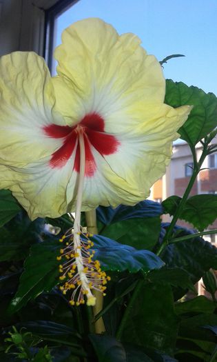 20150913_180849 - Hibiscus Sylvia Goodman