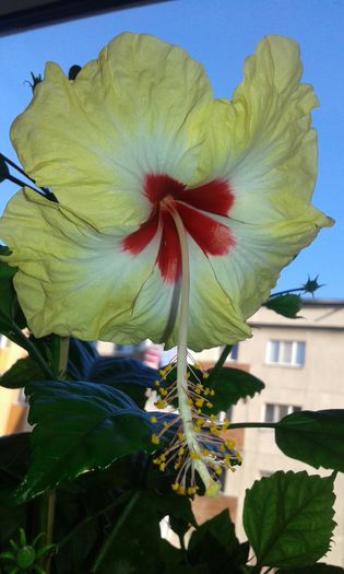 20150913_180844 - Hibiscus Sylvia Goodman