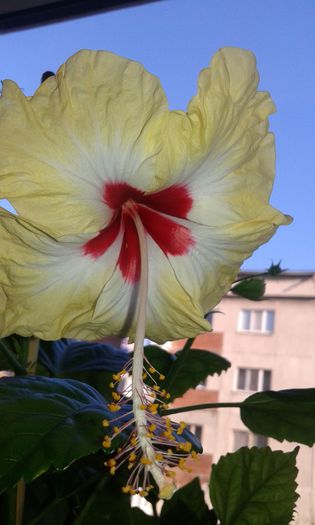 20150913_180840 - Hibiscus Sylvia Goodman