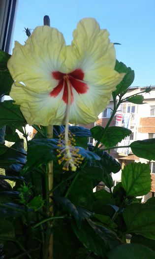 20150913_180829 - Hibiscus Sylvia Goodman