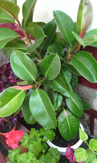 IMG_20150913_124521[1]