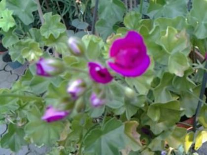 Trandafiras violet - Muscatele mele