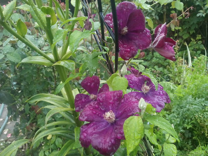 IMG_20150911_182359 - 2015 Flori in  gradina