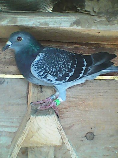 F-2015; Frumoasa mea :)
