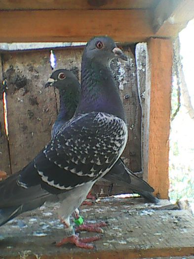 F-2015; Frumoasa mea :)
