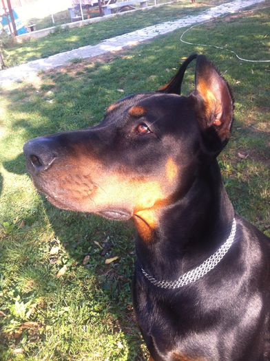 image - DOBERMANN DON DRAGON BLACKMAGIC  ANGEL