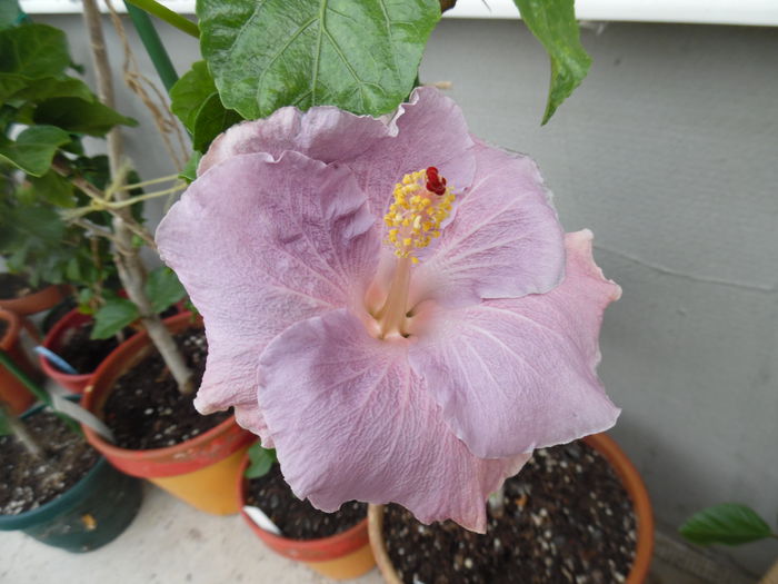 001 - Hibiscus 2015