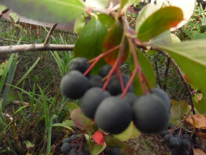 104 - aronia sau scorus negru