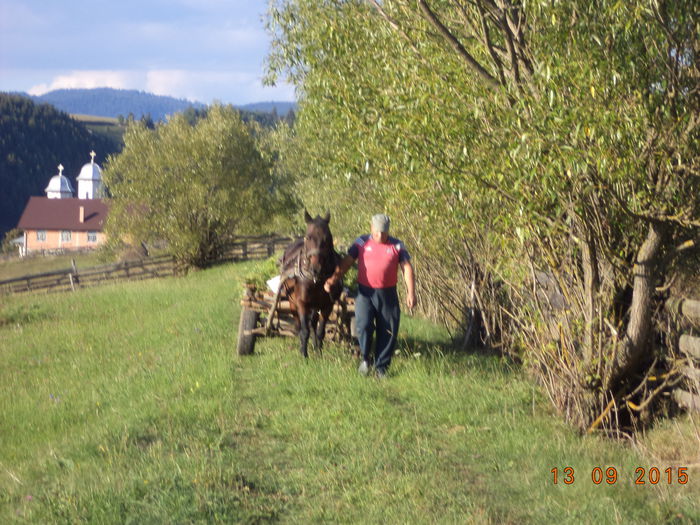 Calul Loti si Sorin la carma - LOCURILE CU FRUNZE LA CAPRE  STRANDUL TAPUL CEZAR