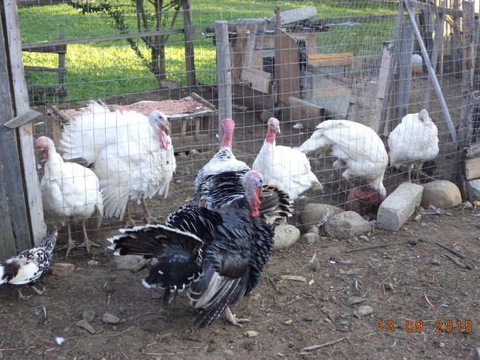 Curcanii lui Costea-1