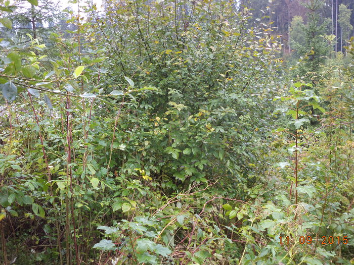 Daca astea nu sant locuri bune de pasunat cu caprele atunci unde,,,